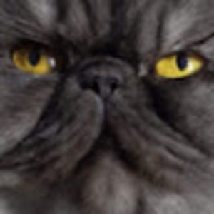 Meet your Posher, Zoey